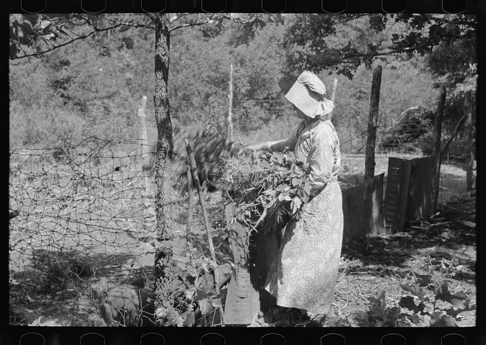 [Untitled photo, possibly related to: White woman, tenant farmer, feeding weeds to her hogs, McIntosh County, Oklahoma] by…