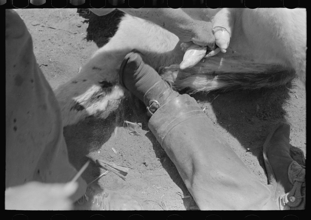 Pulling out calves' testicles before cutting. Cattle ranch near Spur, Texas by Russell Lee