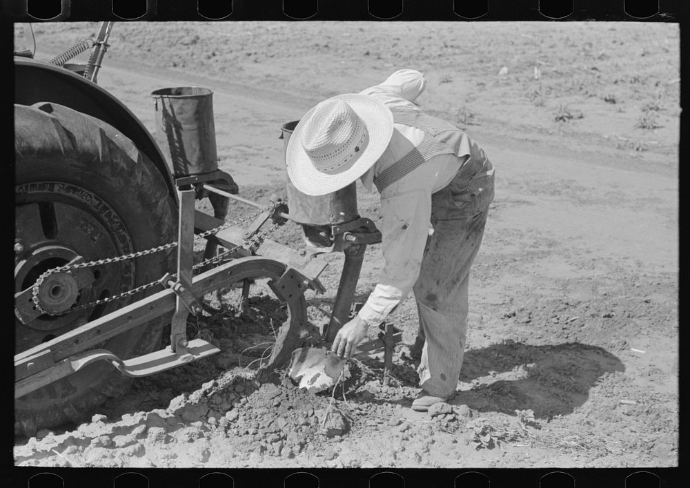 Day laborer removing clod of dirt from plow points on tractor on large farm near Ralls, Texas by Russell Lee
