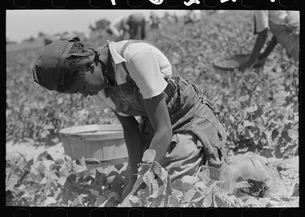  agricultural day laborer picking beans in field near Muskogee, Oklahoma by Russell Lee