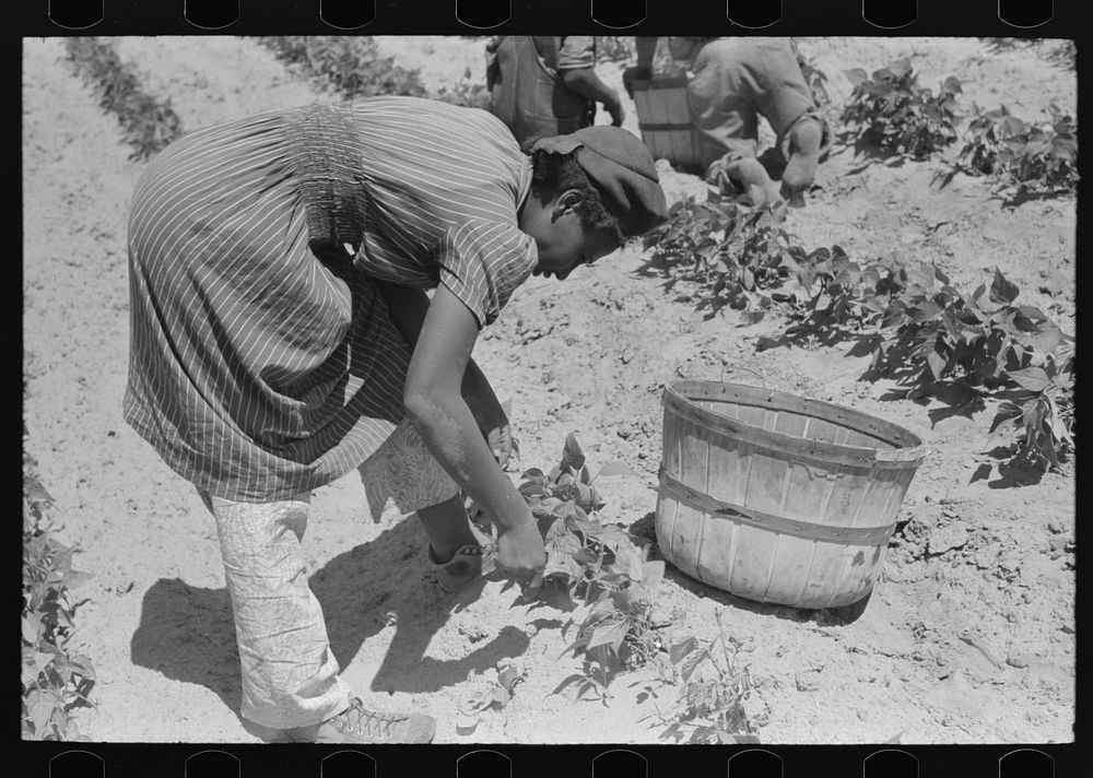  agricultural day laborer picking beans in field near Muskogee, Oklahoma by Russell Lee