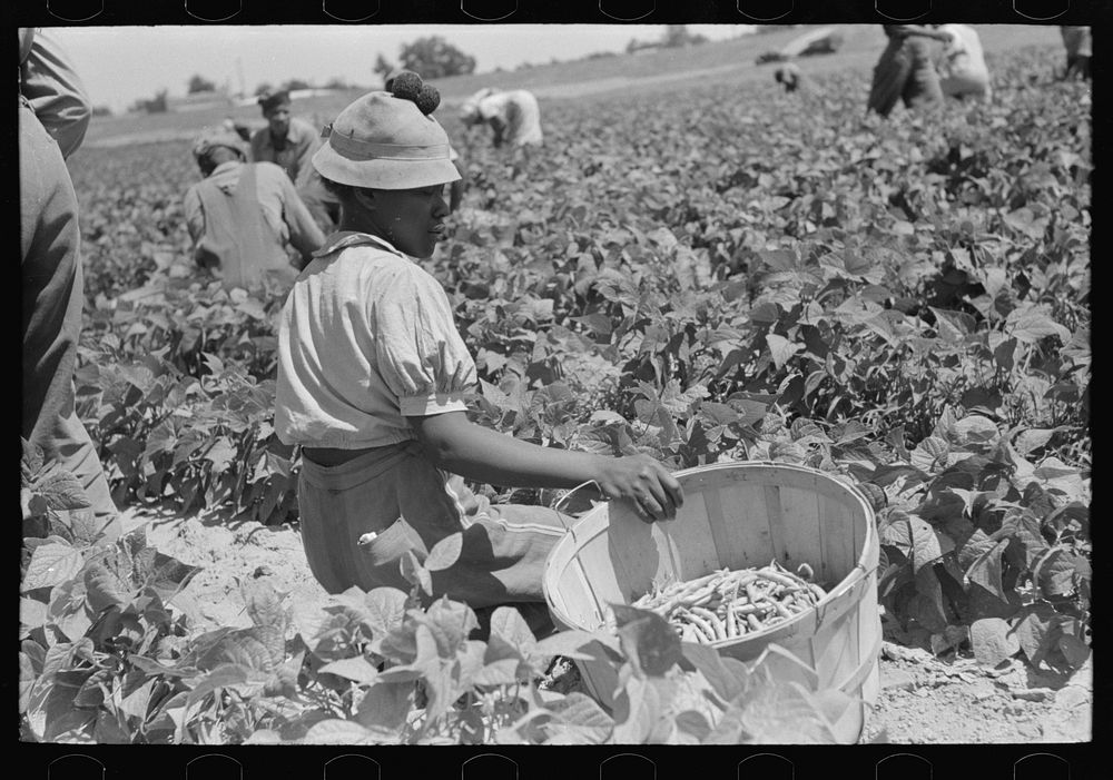 agricultural day laborer picking string beans in field near Muskogee, Oklahoma by Russell Lee