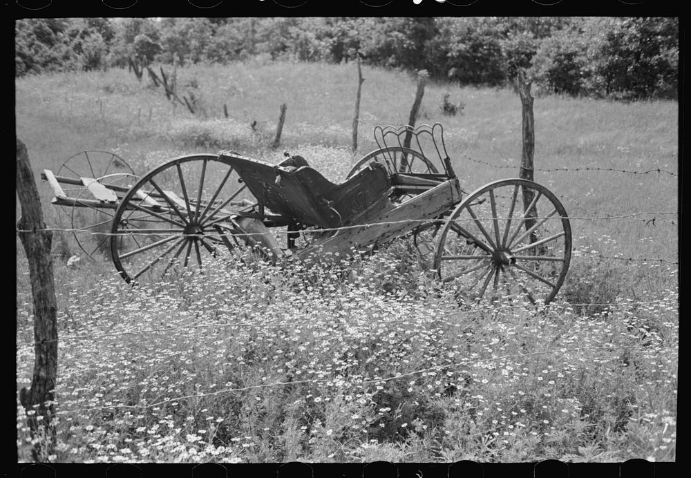 [Untitled photo, possibly related to: Old buggy in a field of daisies near Vian, Oklahoma, on abandoned farm] by Russell Lee