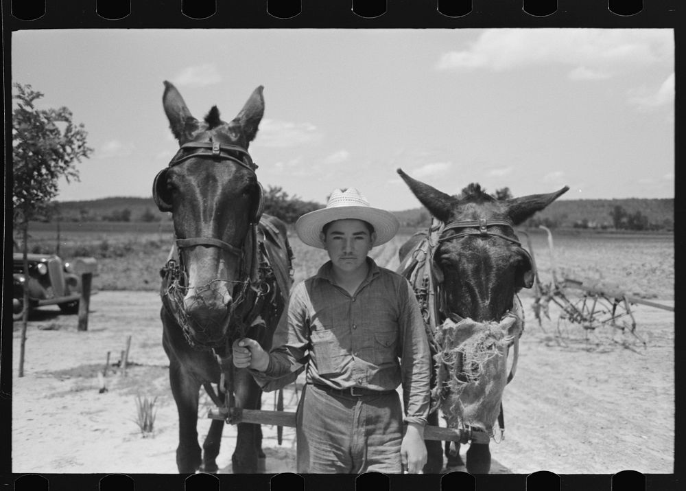 Mules with guards around their muzzles to keep them from eating while working, near Vian, Oklahoma by Russell Lee