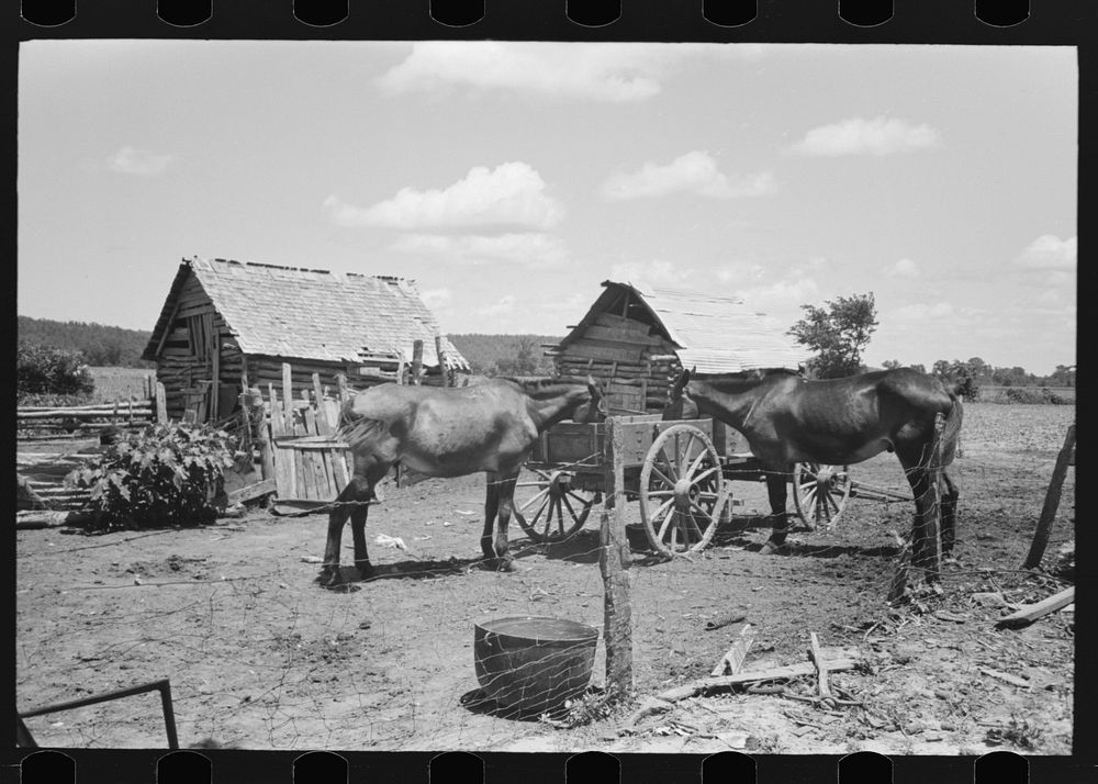 Mules in barnyard of  farm owner near Vian, Oklahoma by Russell Lee