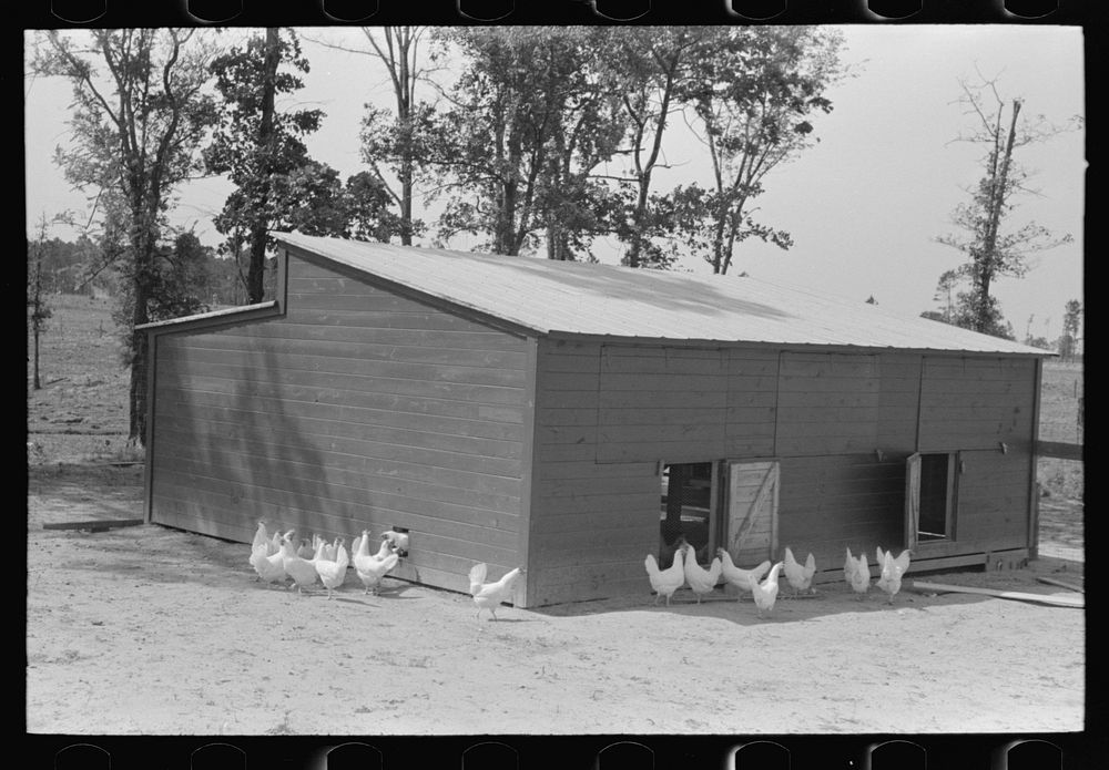 Chicken coop, Sabine Farms, Marshall, Texas by Russell Lee
