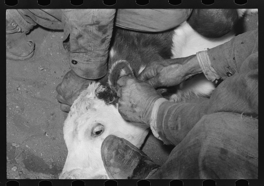 [Untitled photo, possibly related to: Burning out calf horns. Roundup near Marfa, Texas] by Russell Lee