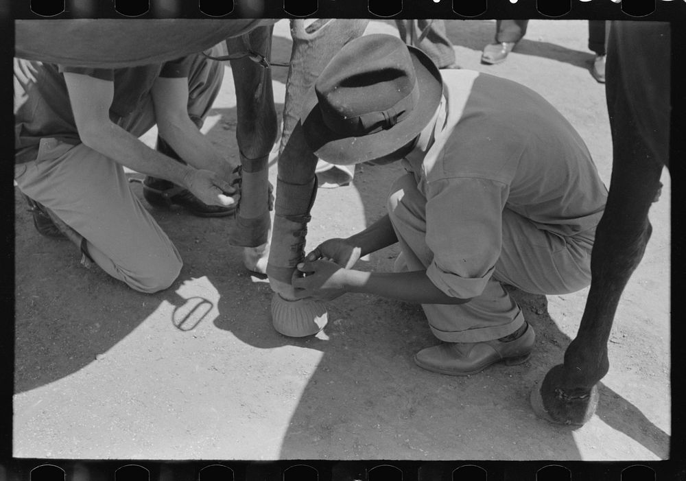 Strapping horse's ankles before polo match, Abilene, Texas by Russell Lee