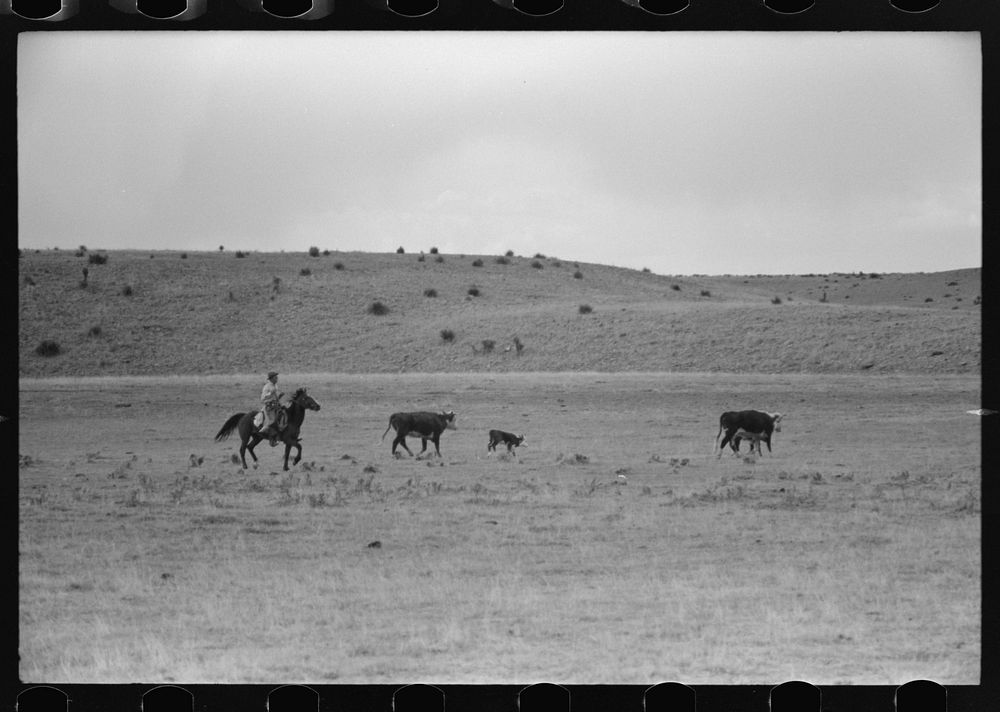 [Untitled photo, possibly related to: Cutting out calves from herd. Roundup near Marfa, Texas] by Russell Lee