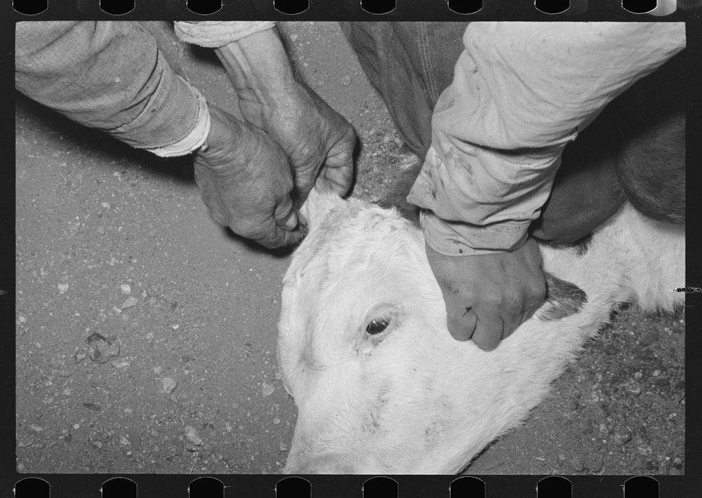 Getting ready to clip a calf's ear at roundup near Marfa, Texas by Russell Lee