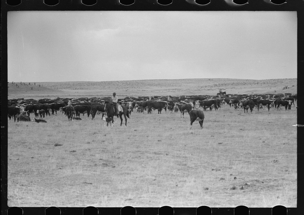 Herd of cattle at roundup near Marfa, Texas by Russell Lee