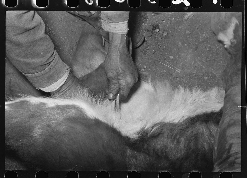 Castrating a calf at roundup near Marfa, Texas by Russell Lee