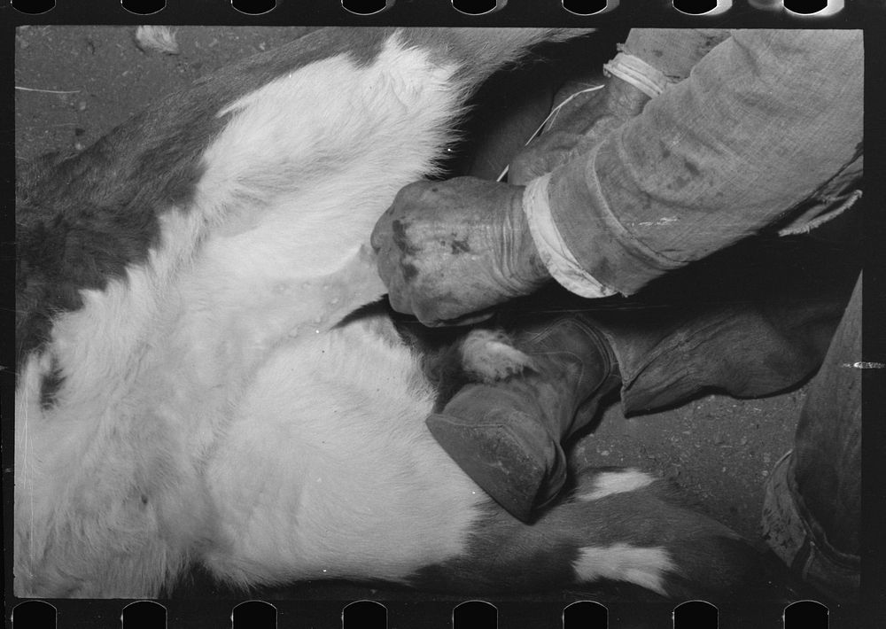 [Untitled photo, possibly related to: Castrating a calf at roundup near Marfa, Texas] by Russell Lee