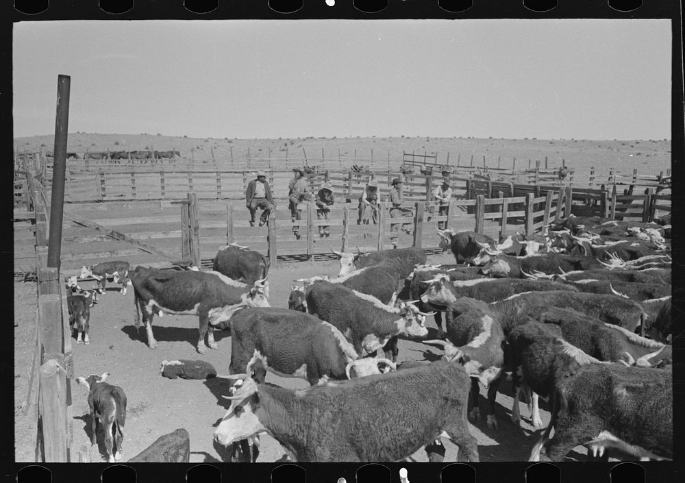 Cattle in corral at roundup near Marfa, Texas by Russell Lee