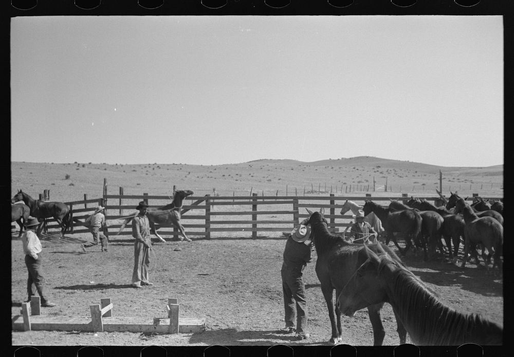 Cowboys roping and saddling horses. Corral at ranch near Marfa, Texas by Russell Lee