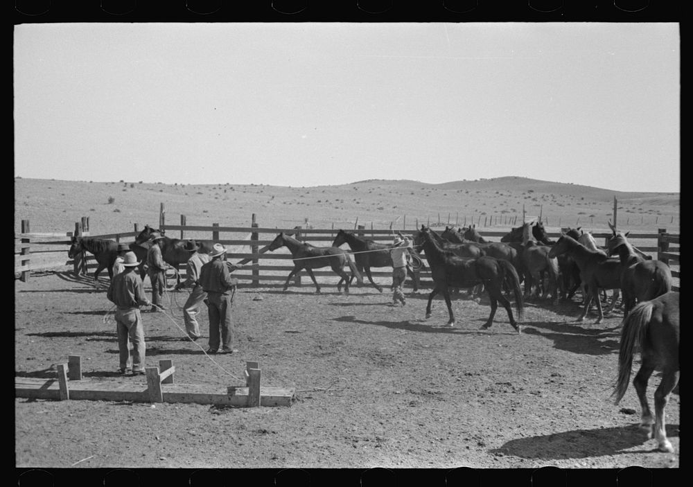 Cowboys roping and saddling horses. Corral at ranch near Marfa, Texas by Russell Lee