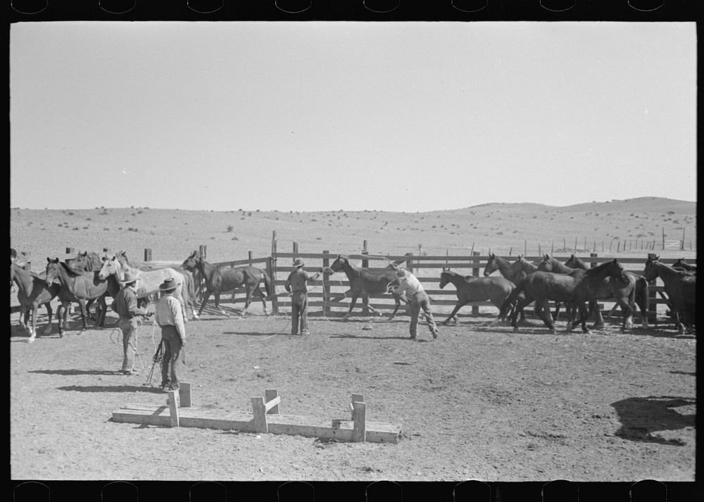 Cowboys roping horses at roundup near Marfa, Texas by Russell Lee