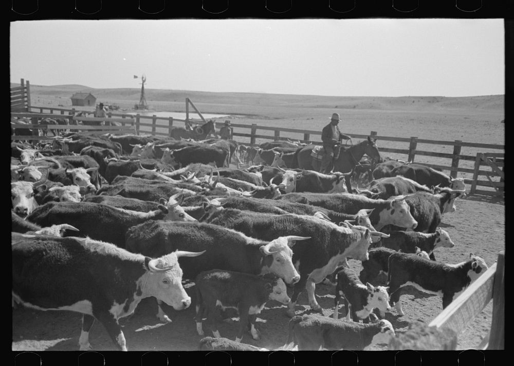 Cattle in corral after branding. Roundup near Marfa, Texas by Russell Lee