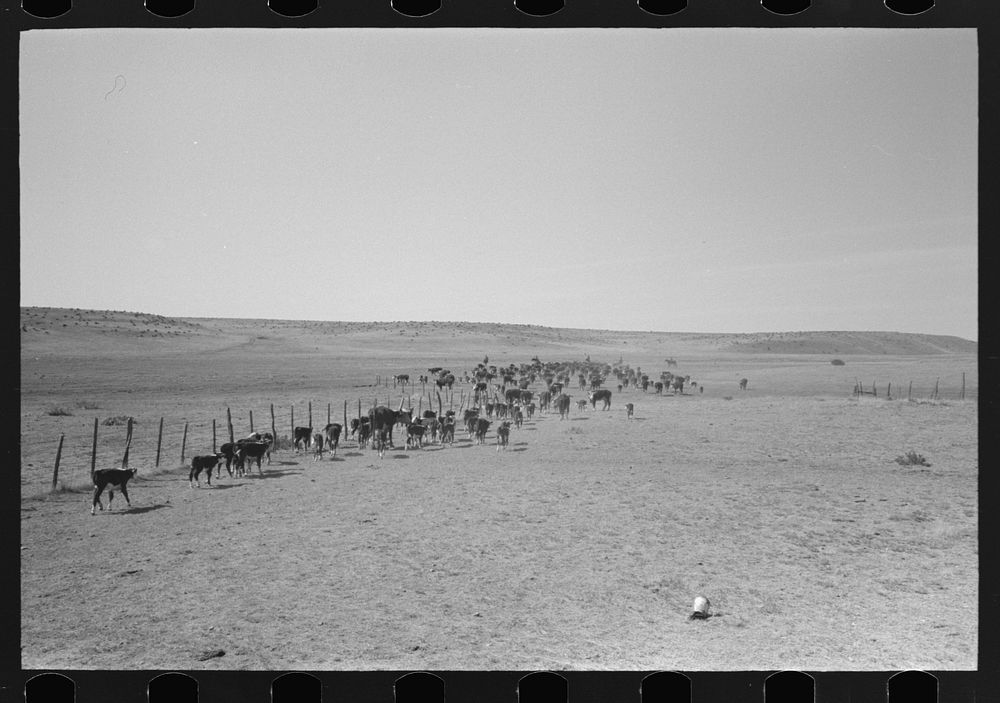 [Untitled photo, possibly related to: Turning cattle loose after branding operations. Roundup near Marfa, Texas] by Russell…