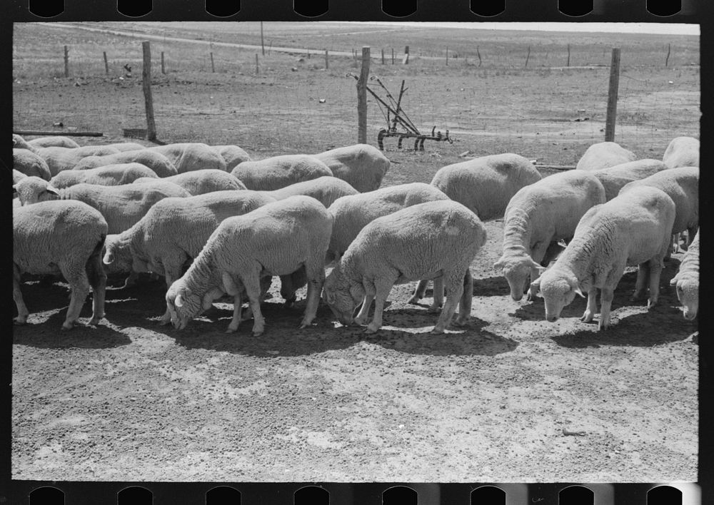 [Untitled photo, possibly related to: Sheep of FSA (Farm Security Administration) client near Hoxie, Kansas] by Russell Lee