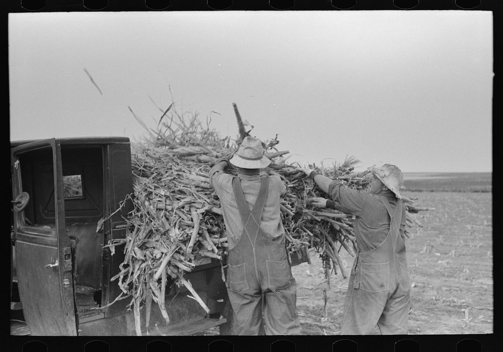 [Untitled photo, possibly related to: Loading corn cut for fodder, Sheridan County, Kansas] by Russell Lee
