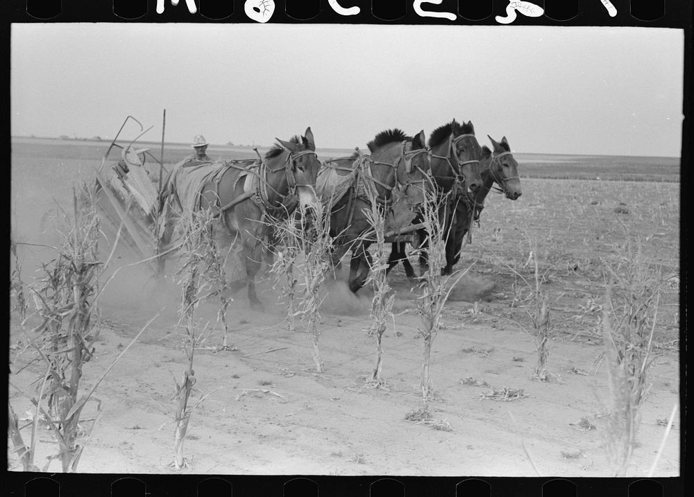 [Untitled photo, possibly related to: Four-horse team cutting corn for fodder, Sheridan County, Kansas] by Russell Lee