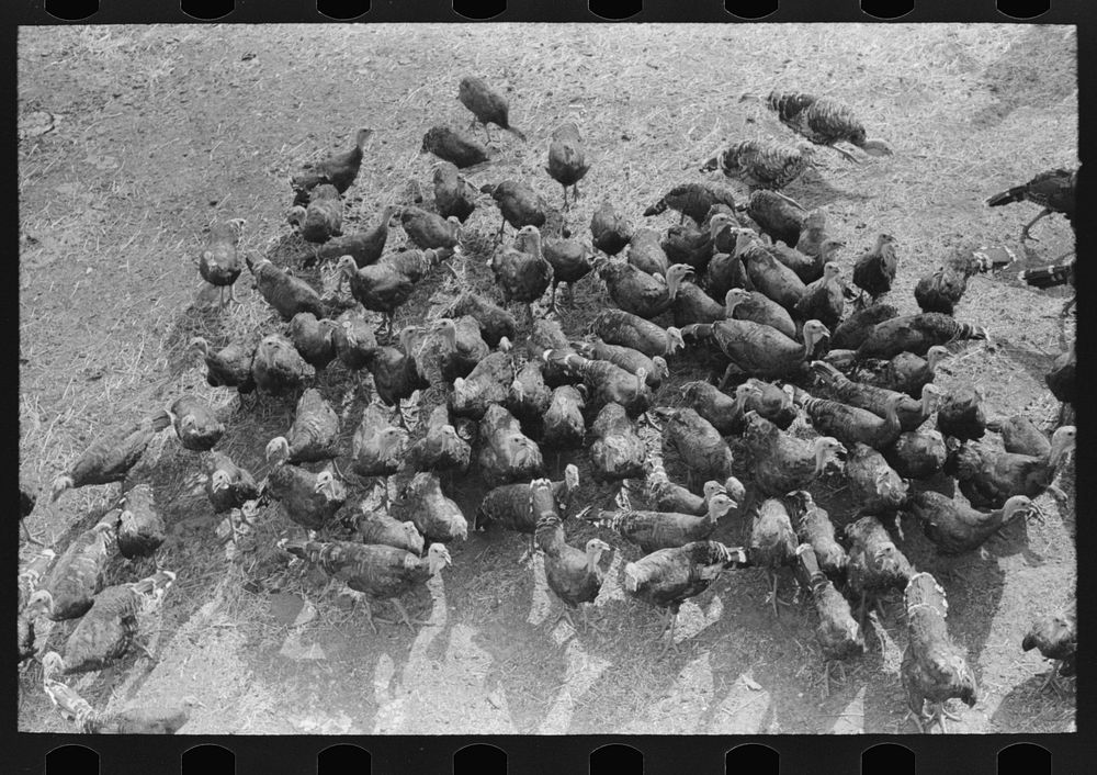 Turkeys on Schoenfeldt farm, Russian-German FSA (Farm Security Administration) client in Sheridan County, Kansas by Russell…