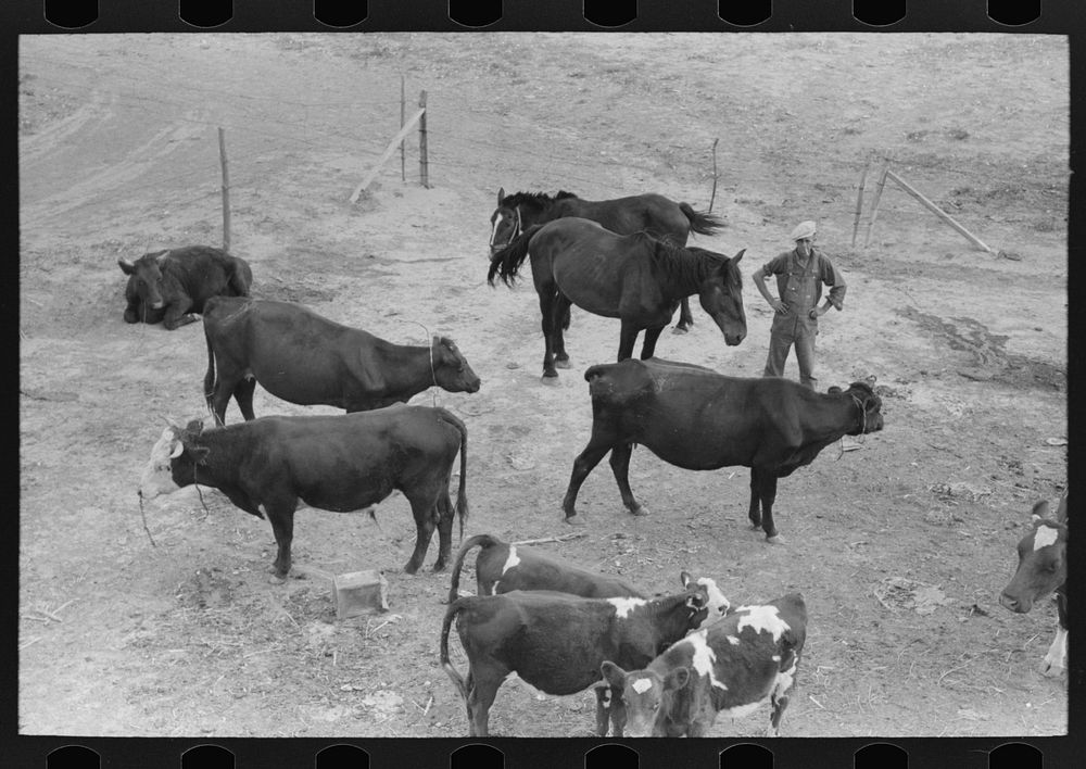 Cows and horses belonging to Mr. Schoenfeldt, Russian-German FSA (Farm Security Administration) client, Sheridan County…