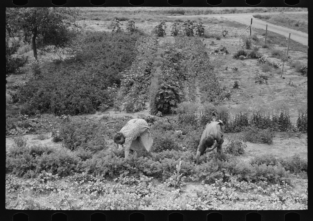 [Untitled photo, possibly related to: Mr. and Mrs. Schoenfeldt pulling beets from their tile garden, Sheridan County…