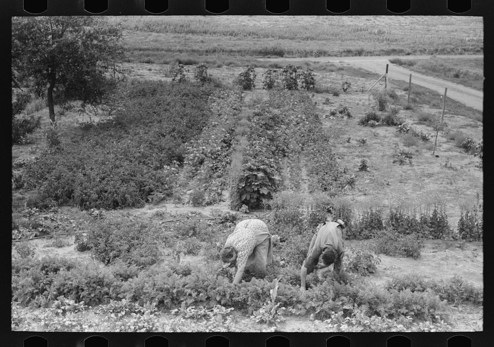 [Untitled photo, possibly related to: Mr. and Mrs. Schoenfeldt pulling beets from their tile garden, Sheridan County…