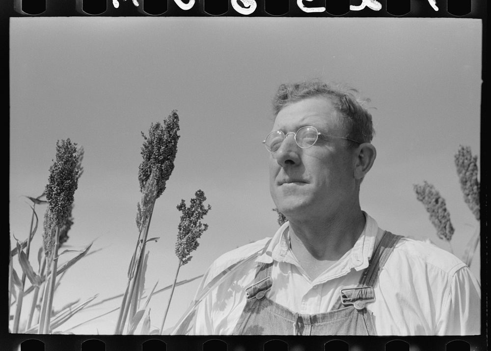 William Rall, FSA (Farm Security Administration) client standing amidst kaffir corn on his farm in Sheridan County, Kansas…