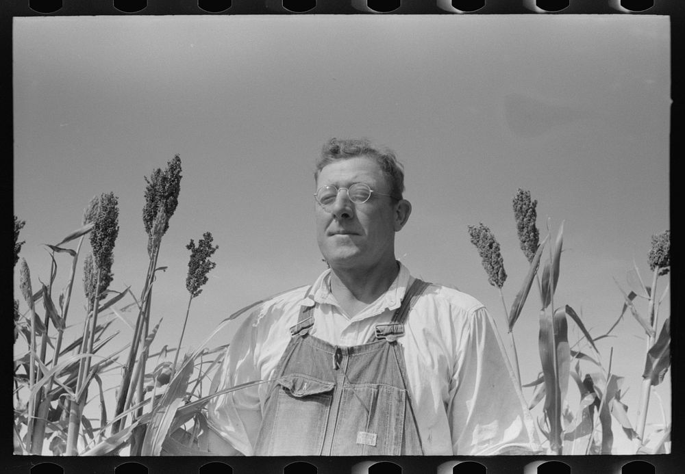 [Untitled photo, possibly related to: William Rall, FSA (Farm Security Administration) client standing amidst kaffir corn on…