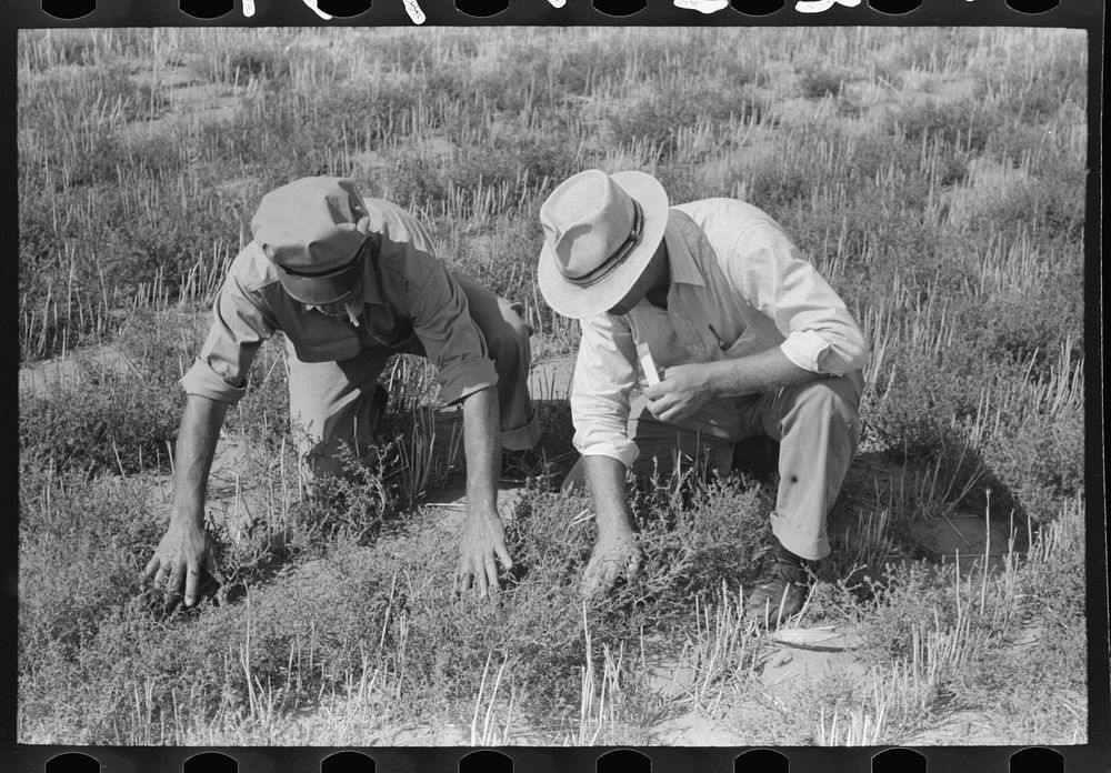 FSA (Farm Security Administration) supervisor and client looking among the tumbleweed to try to identify a type of army…