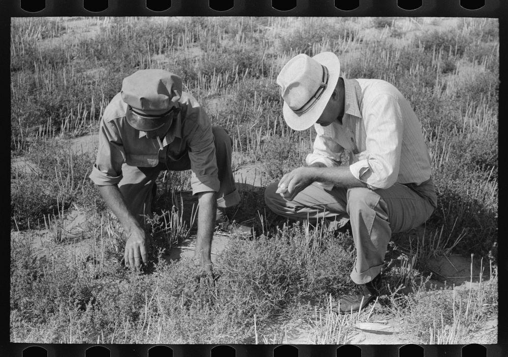 [Untitled photo, possibly related to: FSA (Farm Security Administration) supervisor and client looking among the tumbleweed…