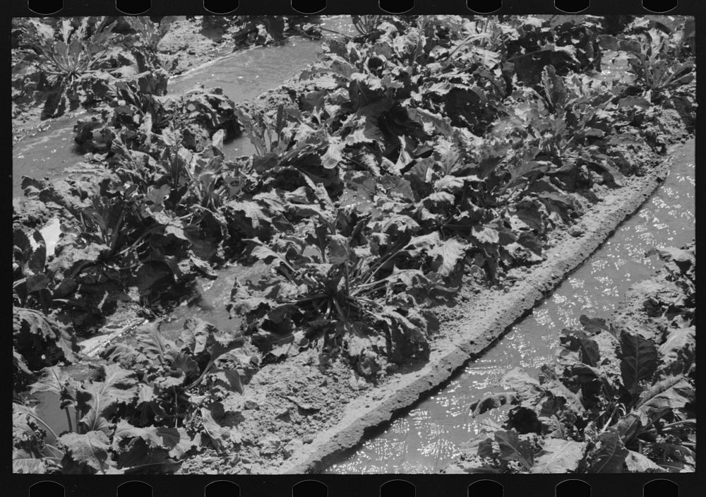 [Untitled photo, possibly related to: Irrigated sugar beets near Syracuse, Kansas. Farm of Mr. Johnson, FSA (Farm Security…