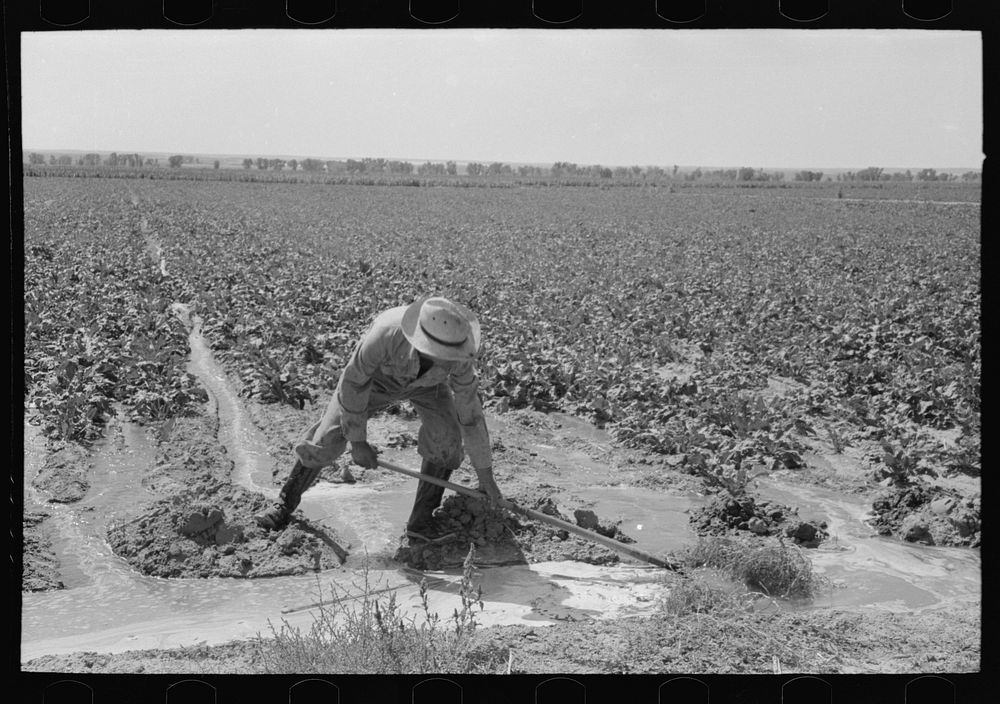 [Untitled photo, possibly related to: Irrigated sugar beets near Syracuse, Kansas. Farm of Mr. Johnson, FSA (Farm Security…