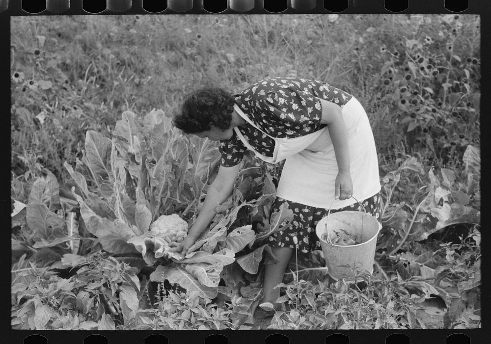 Spanish-American FSA (Farm Security Administration) client examining cauliflower in her garden to see if it is ready for…