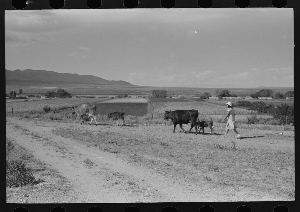 Daughter of Spanish-American FSA (Farm Security Administration) client driving cows to pasture, Taos County, New Mexico by…