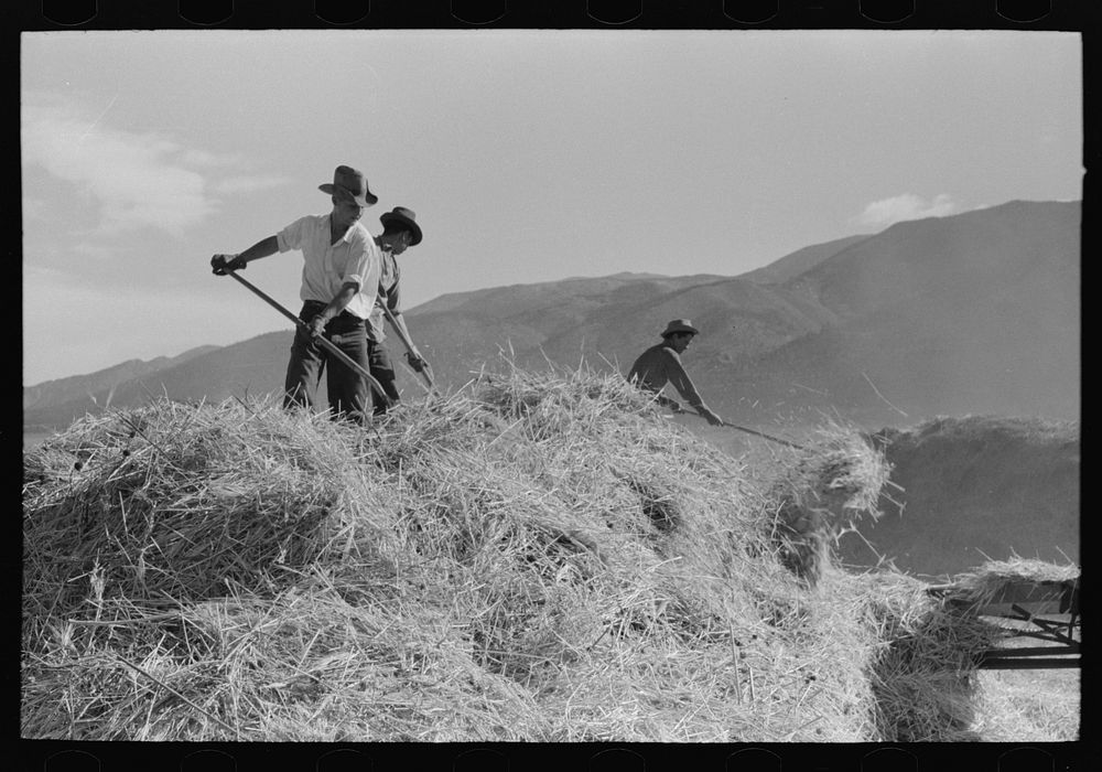 [Untitled photo, possibly related to: Threshing wheat, Taos County, New Mexico] by Russell Lee