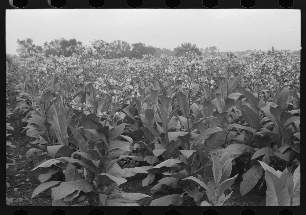 [Untitled photo, possibly related to: Field of flowering tobacco near Berlin, Connecticut] by Russell Lee