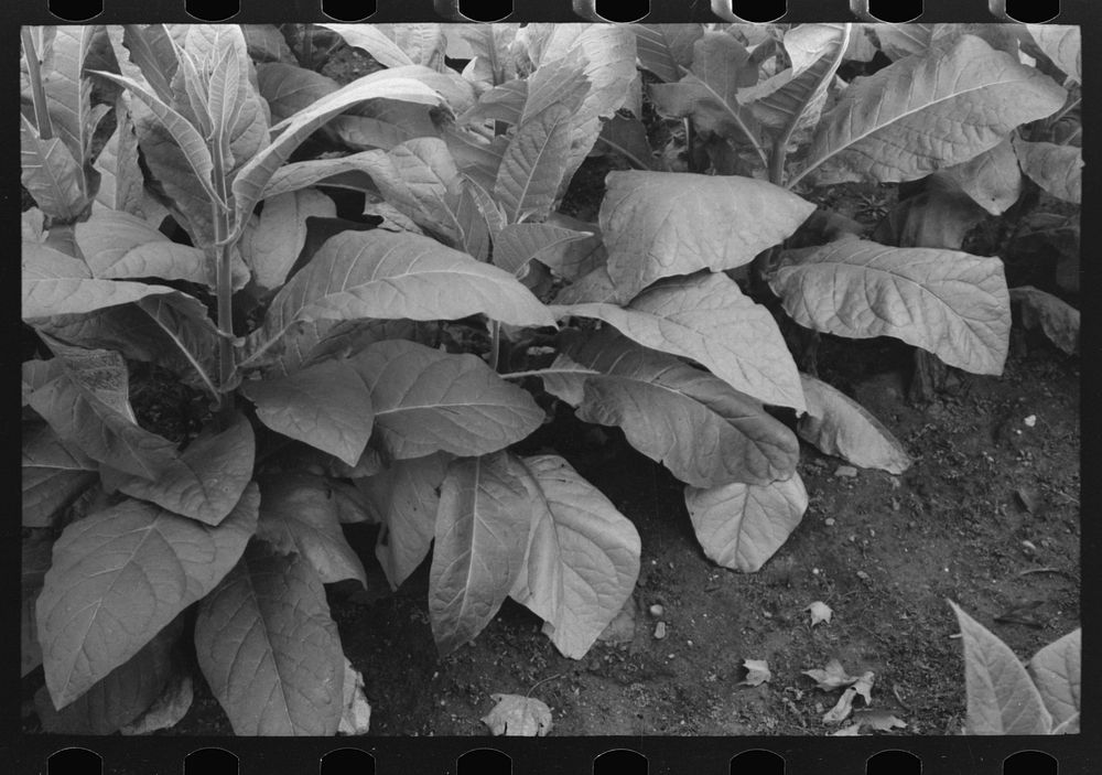 Tobacco near Berlin, Connecticut by Russell Lee