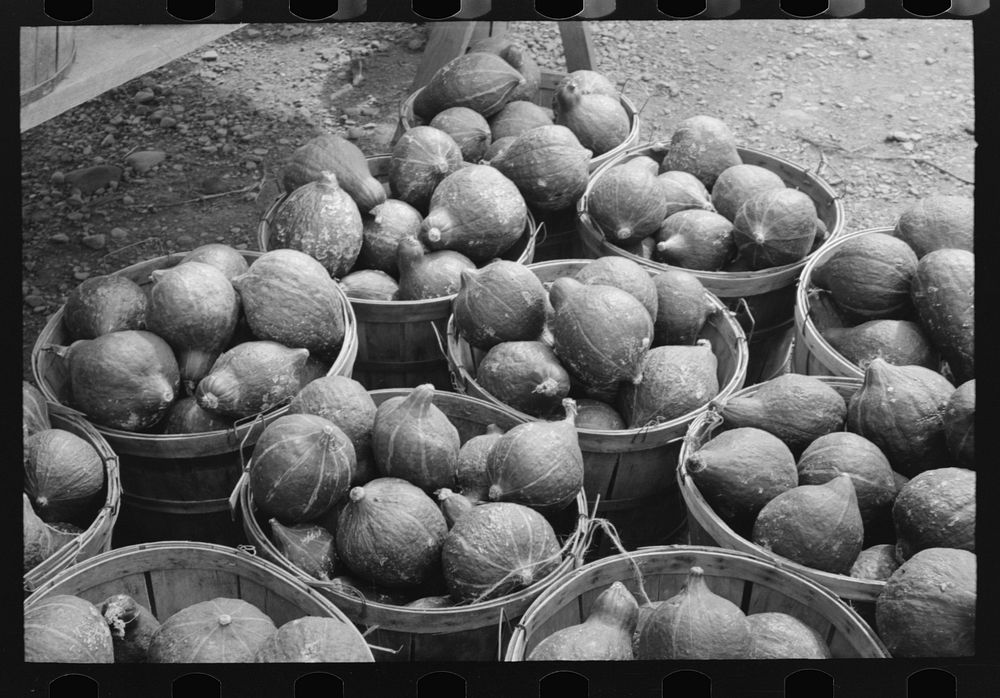 Hubbard squash near Berlin, Connecticut by Russell Lee
