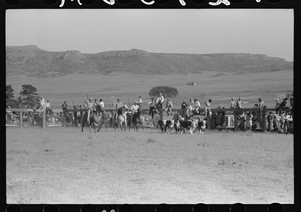 Cowboys driving cows rodeo grounds, Free Photo rawpixel
