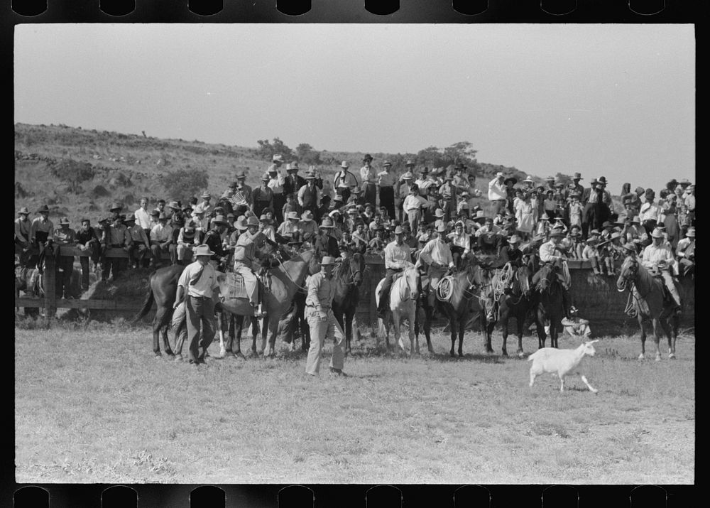 [Untitled photo, possibly related to: Cowboys driving cows down rodeo grounds, Bean Day, Wagon Mound, New Mexico] by Russell…