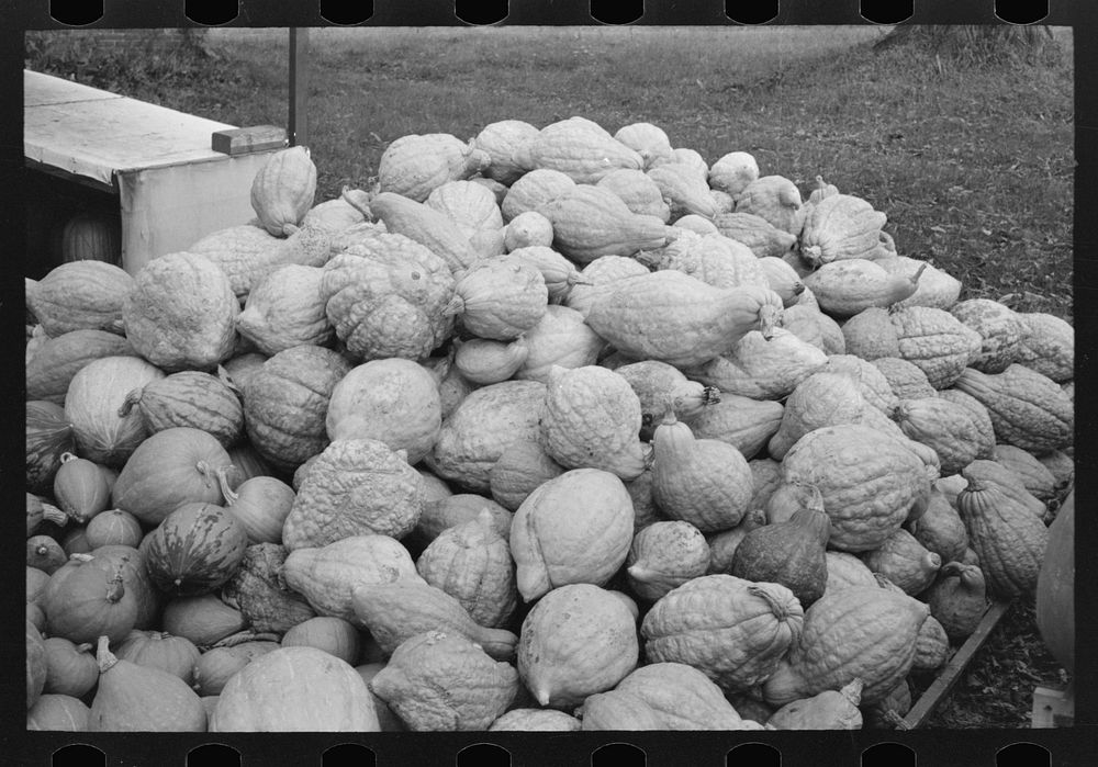 Squash near Berlin, Connecticut, roadside stand by Russell Lee