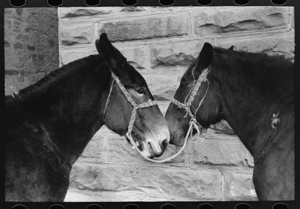 [Untitled photo, possibly related to: Mules, Brownwood, Texas] by Russell Lee