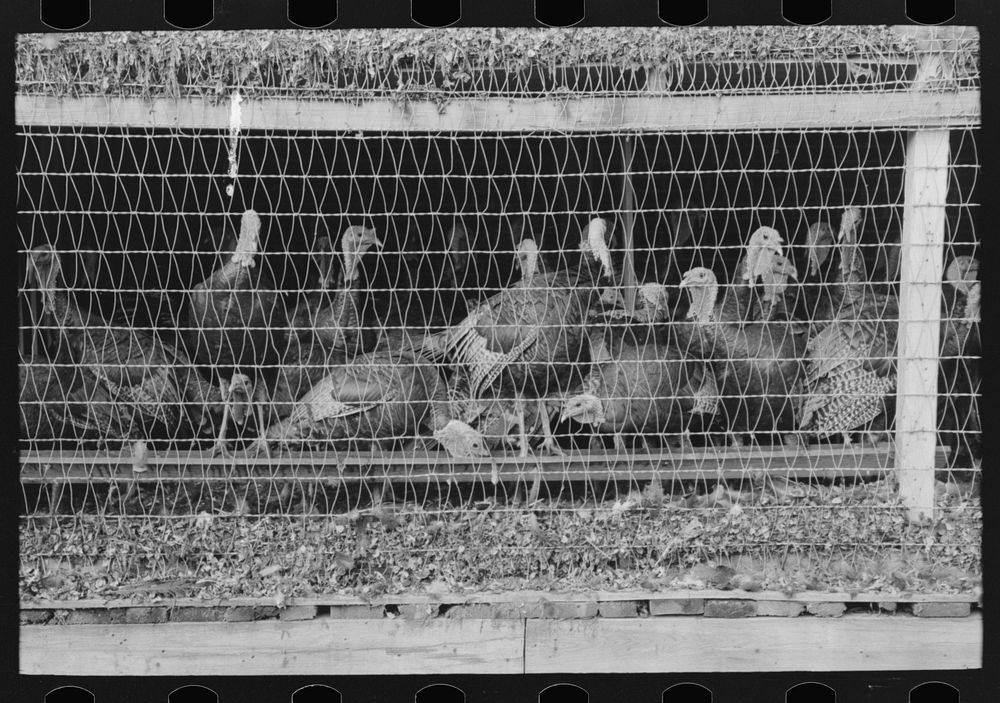 Turkeys in pen, poultry cooperative, Brownwood, Texas by Russell Lee