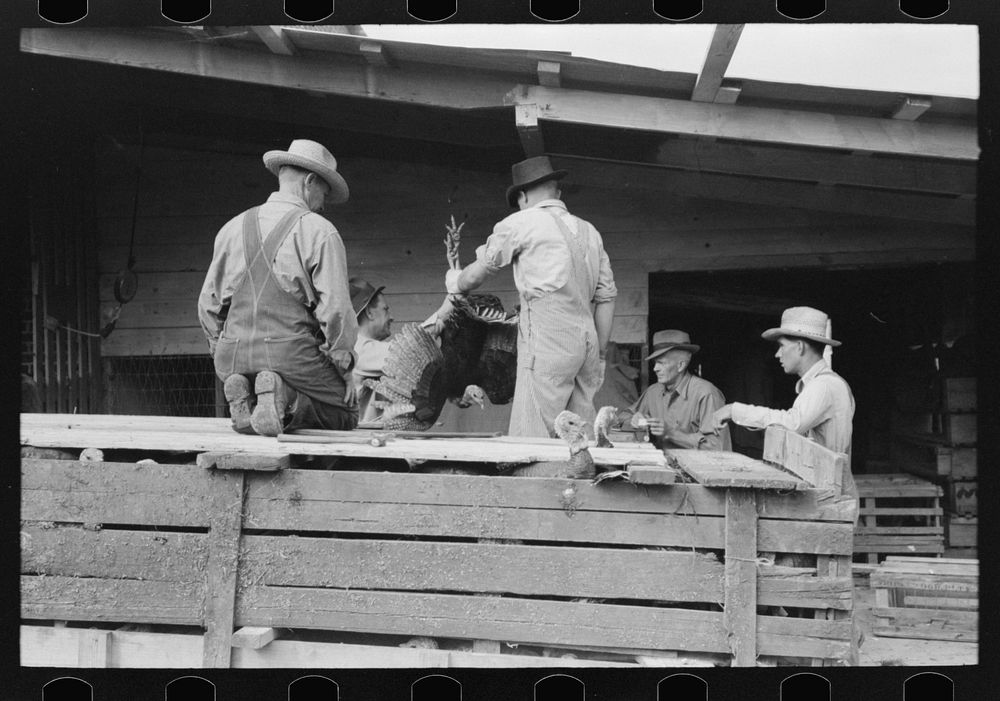Unloading turkeys at poultry cooperative, Brownwood, Texas by Russell Lee