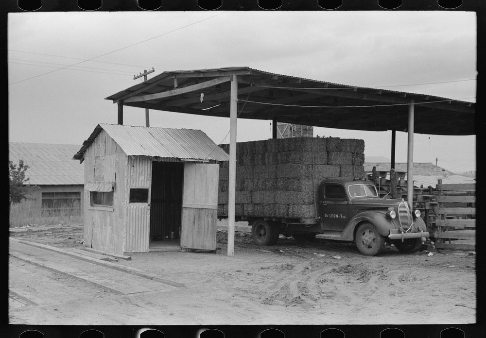 Scales and truckload of peanut hay, De Leon, Texas by Russell Lee