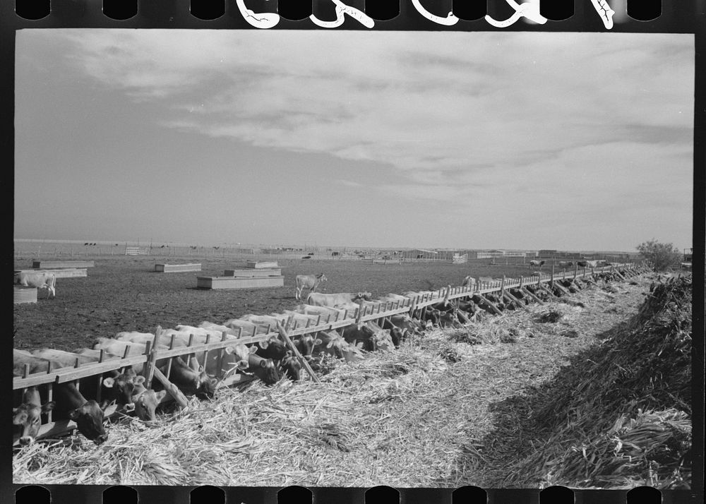 [Untitled photo, possibly related to: Mass feeding of cows, dairy, Tom Green County, near San Angelo, Texas] by Russell Lee